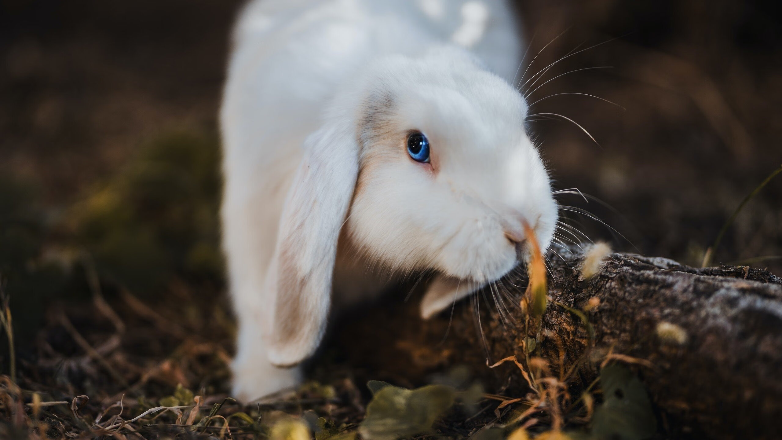 金字塔尖的表演赛,福登助攻埃及球队稳稳拿下尤文图斯