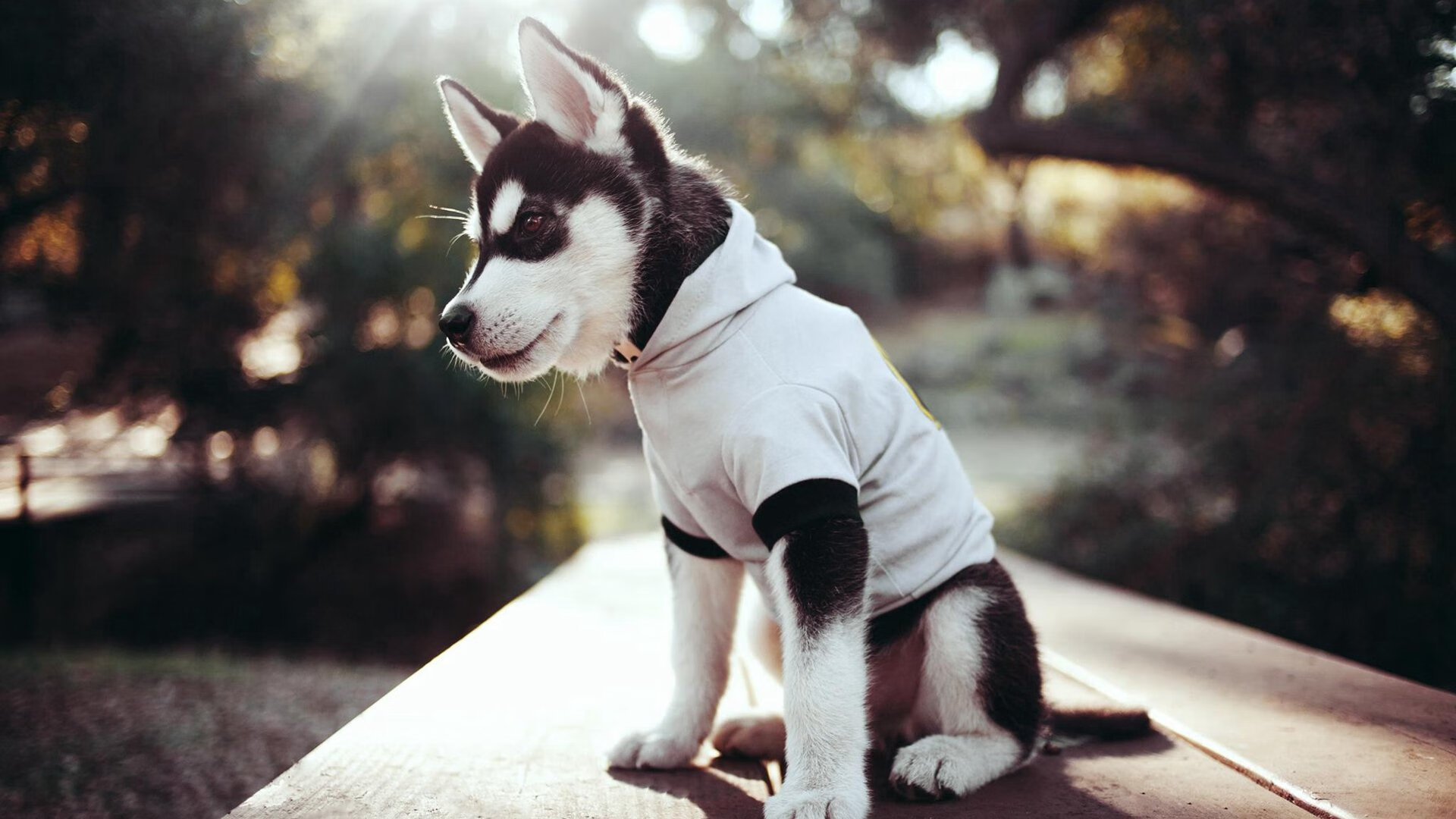 从冷门小国到奇迹绿茵,卡塔尔如何用一粒救赎之球击败巨人秘鲁