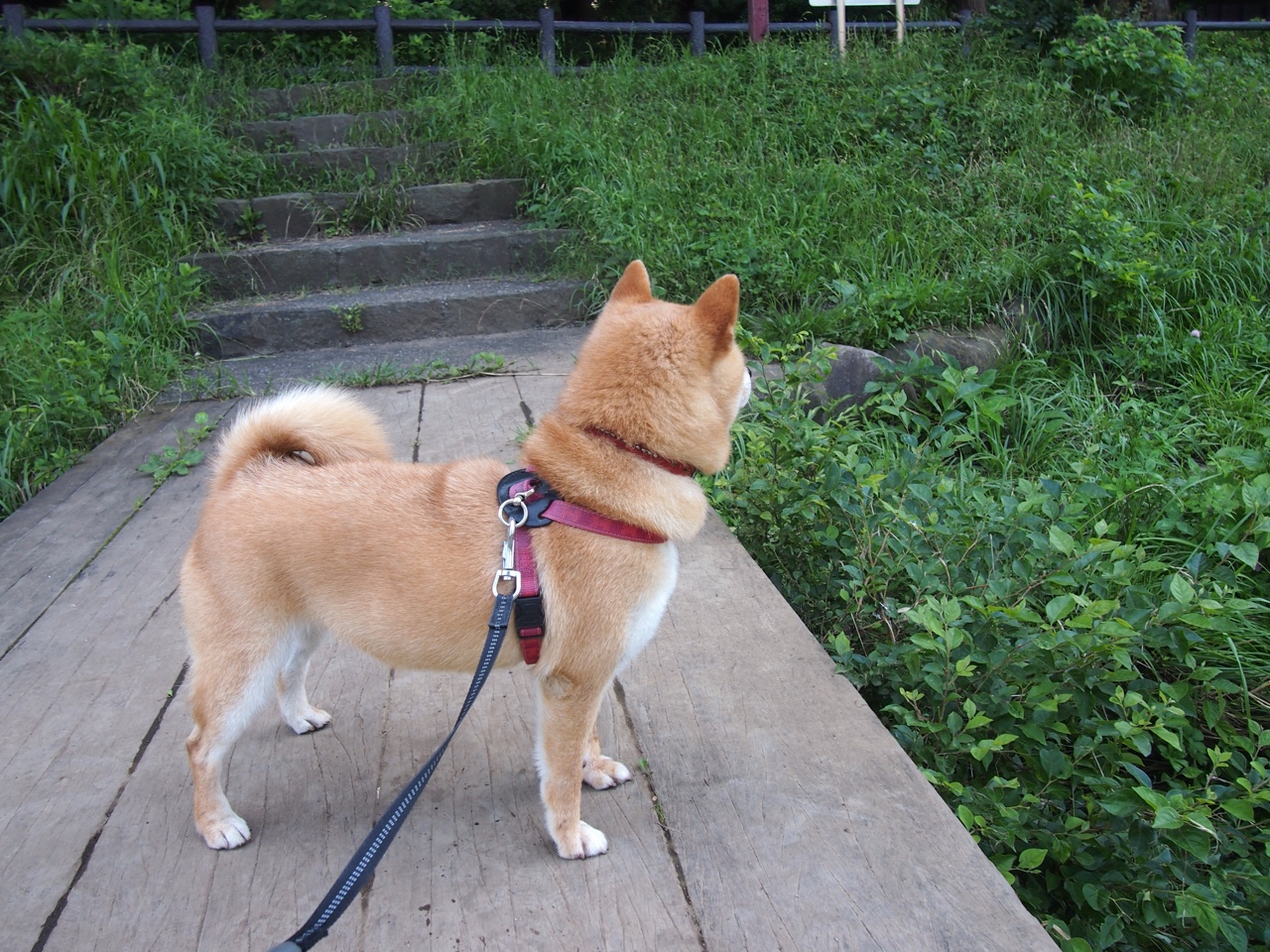 莱奥,双面神的交响—瑞士对阵里昂攻防全记录