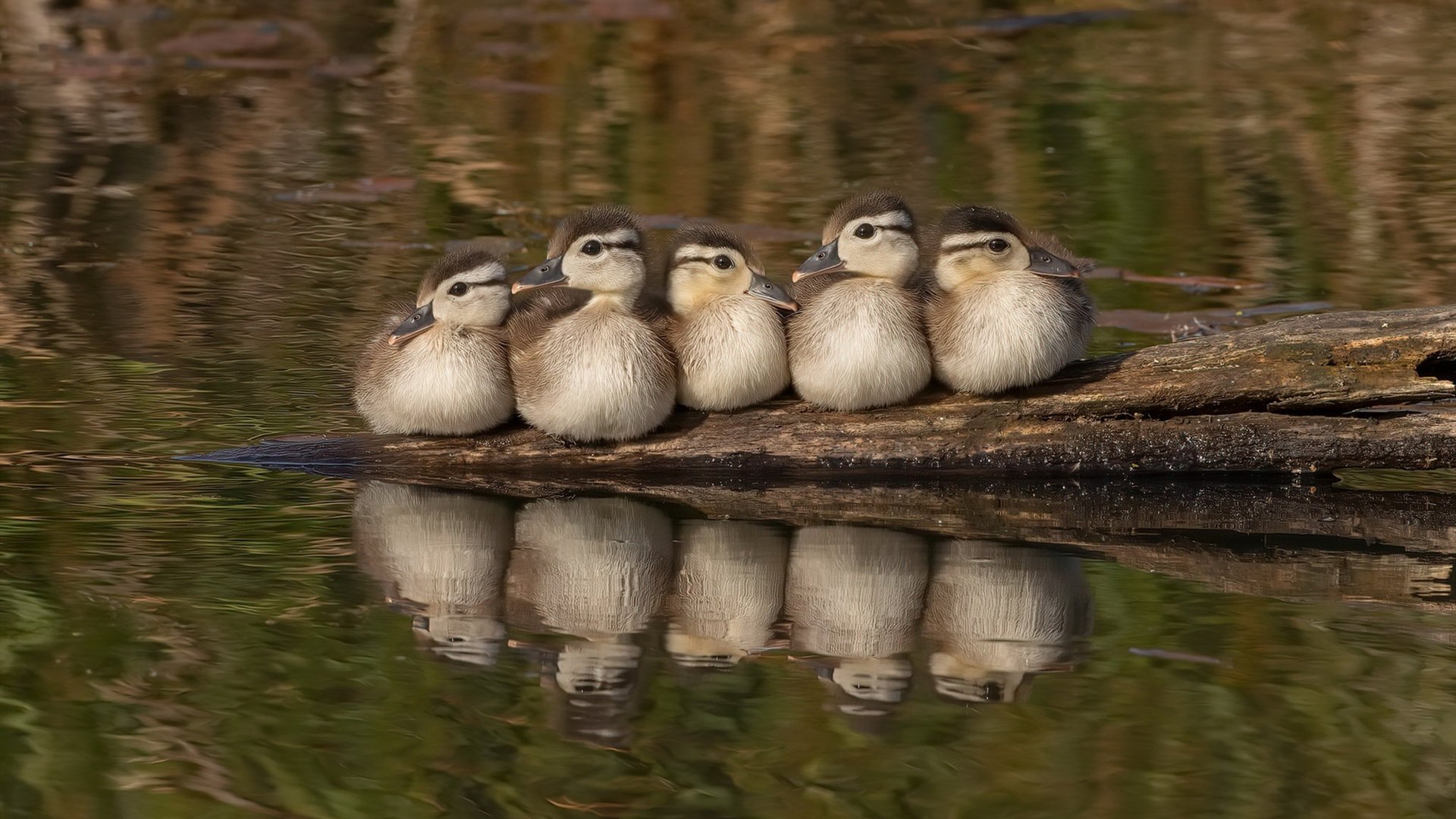 5.9秒,布伦森心脏骤停与重启,独行侠偷走亚特兰大的夜晚
