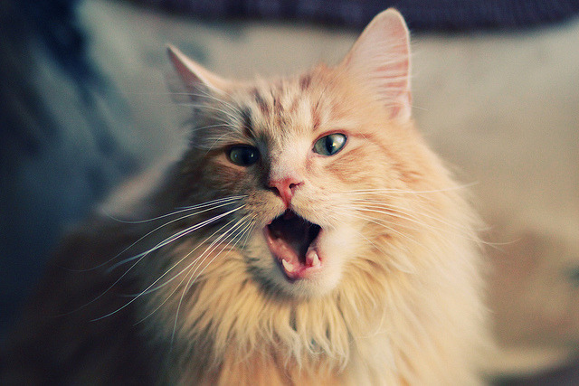 时代交汇,布伦森的冠军级演绎与热火翻盘浙江队的逆转哲学