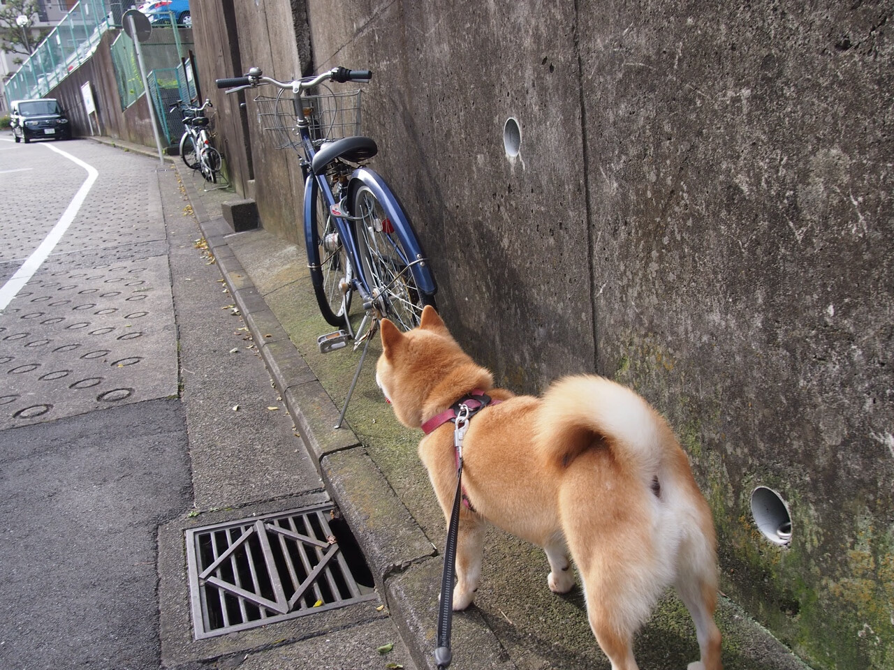 勇士强压凯尔特人显霸权,拉文西决生死战一骑绝尘