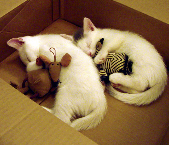 当圣保罗的持续输出遭遇独行侠的协奏曲,个人英雄与团队节拍的对决