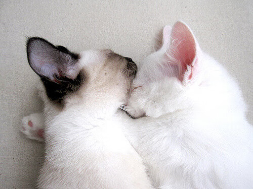 红魔铁蹄踏破袋鼠军团，比利时强势晋级背后的战术碾压