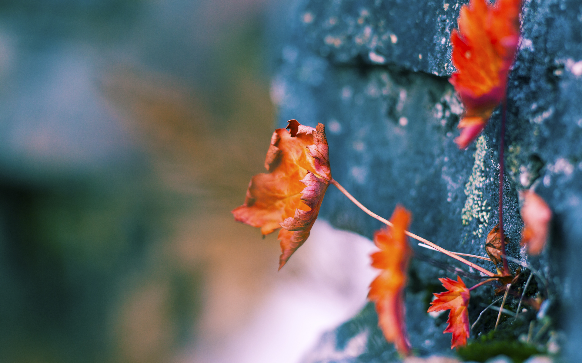宿敌的最后一课,当詹姆斯与韦德联手教魔术成长
