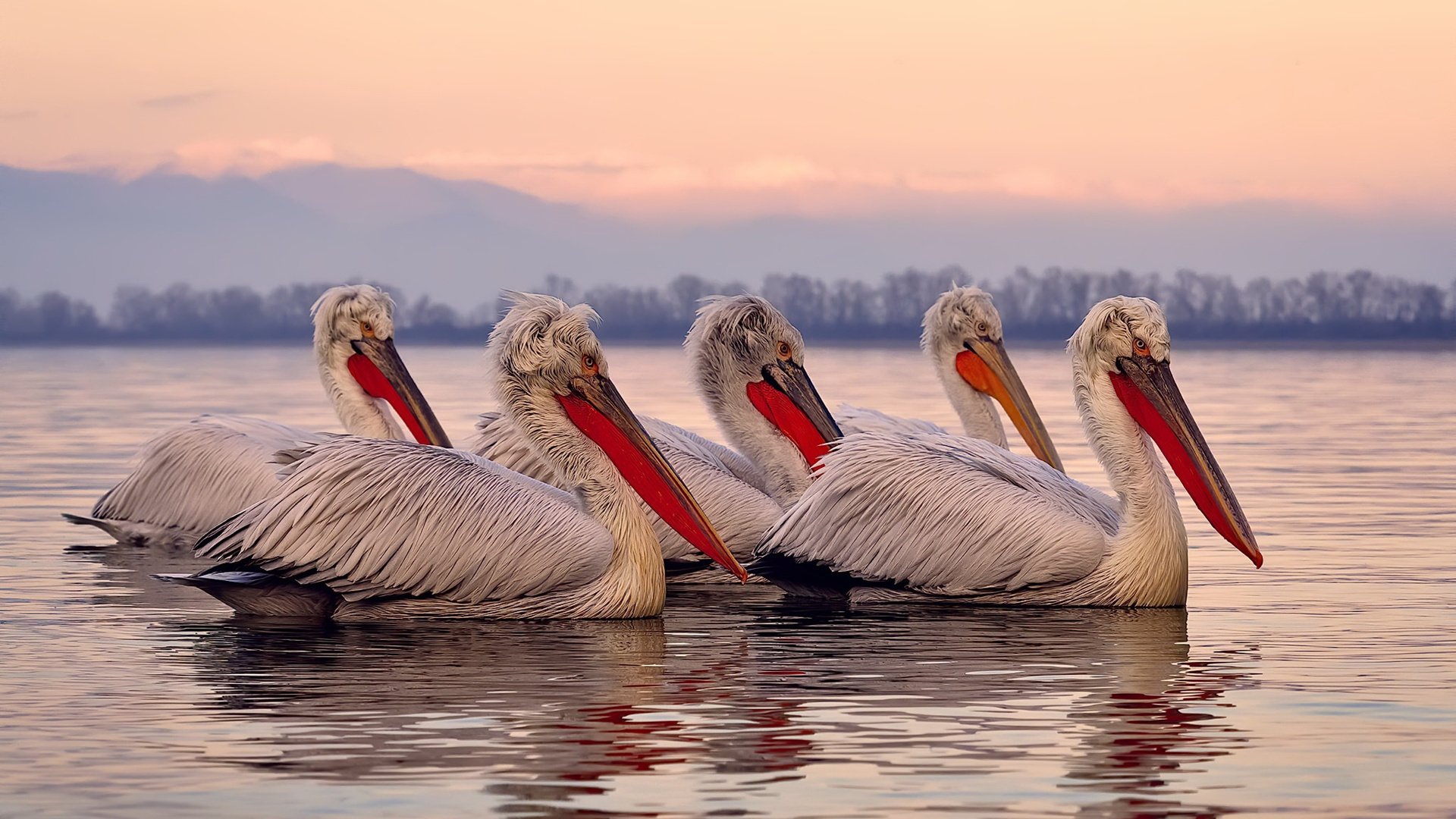 当油门轰鸣与终场哨响共振,一场双重胜利的启示录