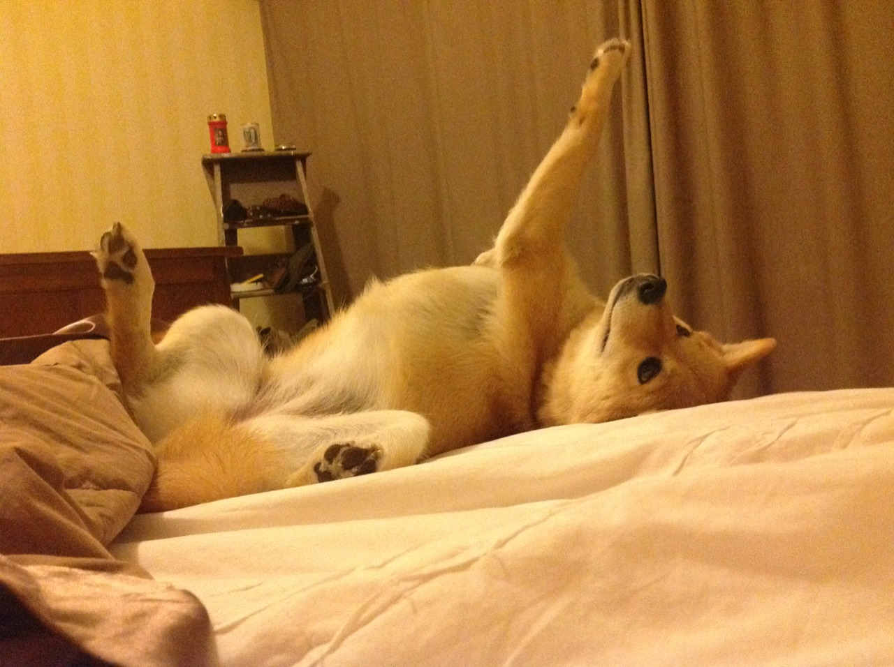 暗夜独行侠,当布伦森的星光刺破北京迷雾