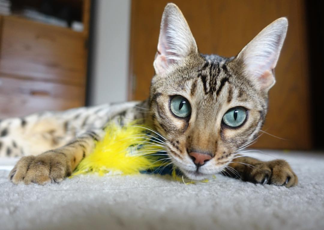 终结者与手术刀，阿圭罗爆发背后的西班牙战术涅槃