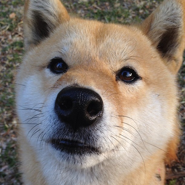 抢七从此只有两种,平凡抢七,和奥斯梅恩的抢七之夜