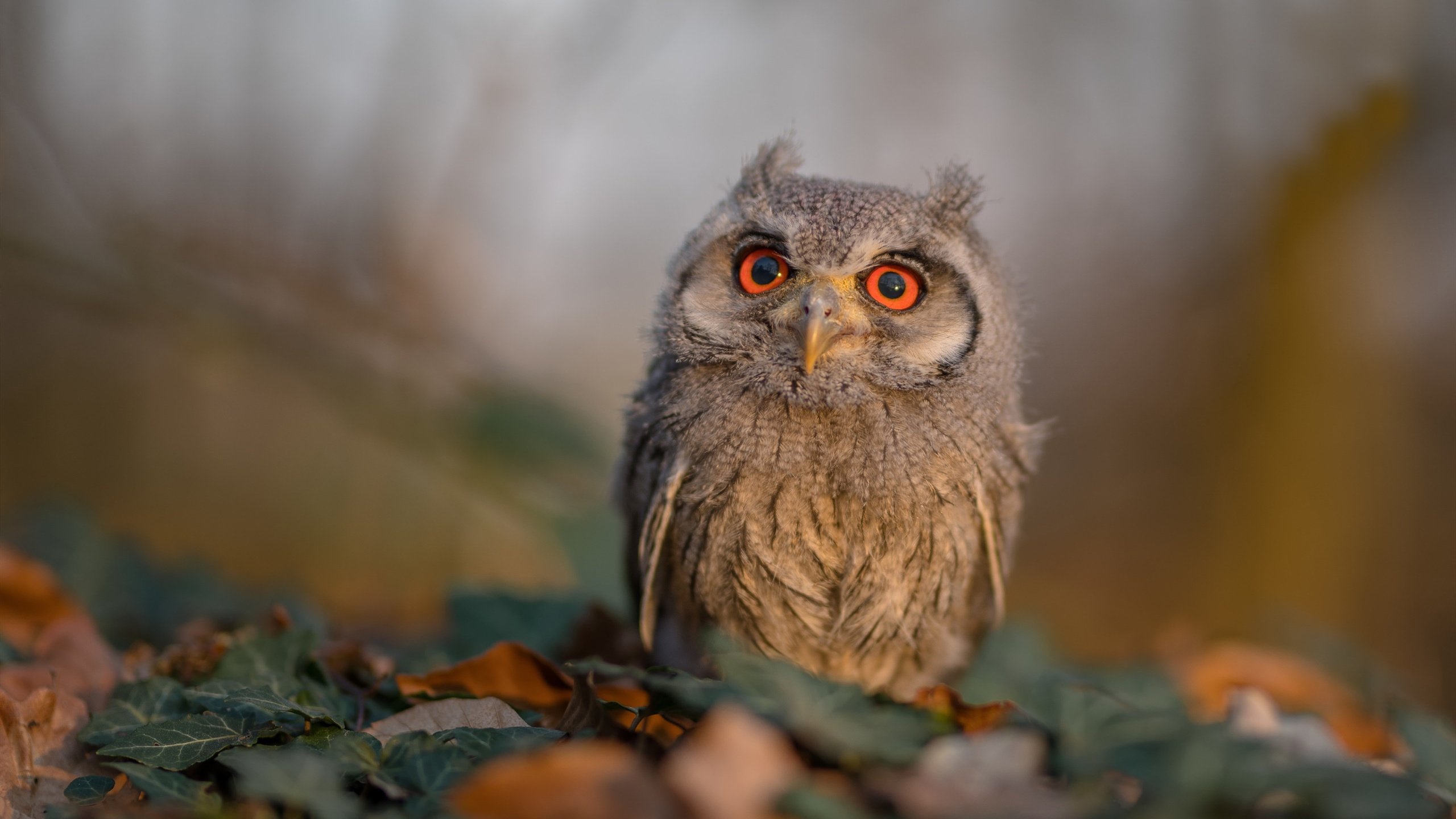 抢七从此只有两种,平凡抢七,和奥斯梅恩的抢七之夜