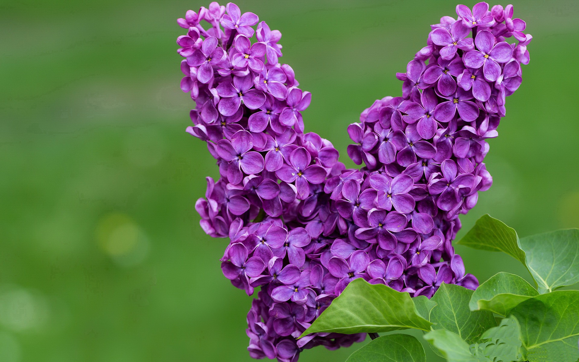 沪上风云,切特末节天神下凡,76人险胜上海引爆天河