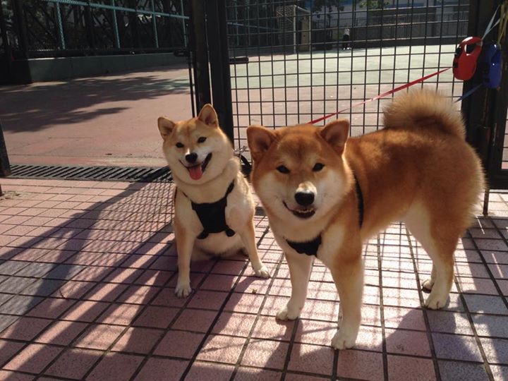 唯一密码，拉文稳定输出不掉线，步行者关键战突围鹈鹕