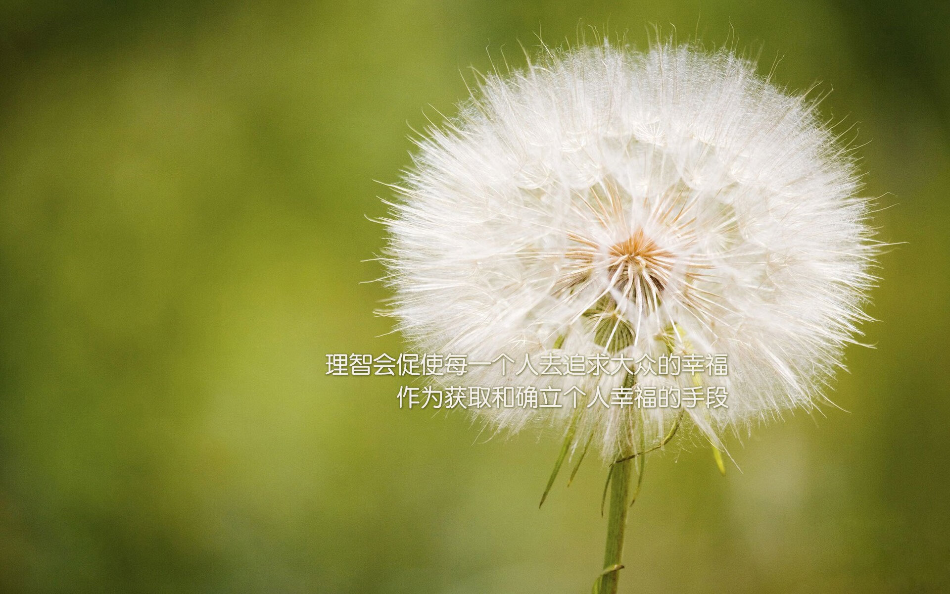 蓝武士的剑与凯恩的盾，2026世界杯D组上演非典型碾压，日本用铁血对抗改写足球哲学