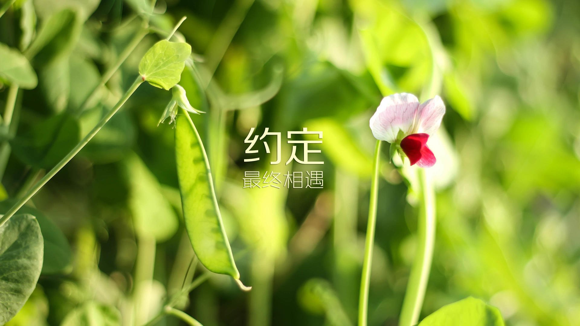 沙漠之鹰的最后一击，哈基米在2026世界杯关键战中导演阿联酋绝杀丹麦的史诗时刻